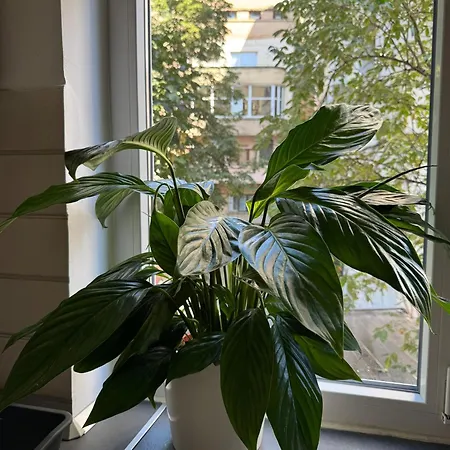 Pi 1 - In The Heart Of Bucharest, Amazing Location, Cozy, Sleeps 4 Apartment *