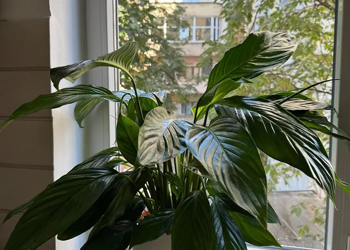 Pi 1 - In The Heart Of Bucharest, Amazing Location, Cozy, Sleeps 4 Apartament *